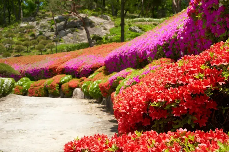  2. a Secluded Spot to Take a Perfect Instagram Shot in Da Lat Flower Garden