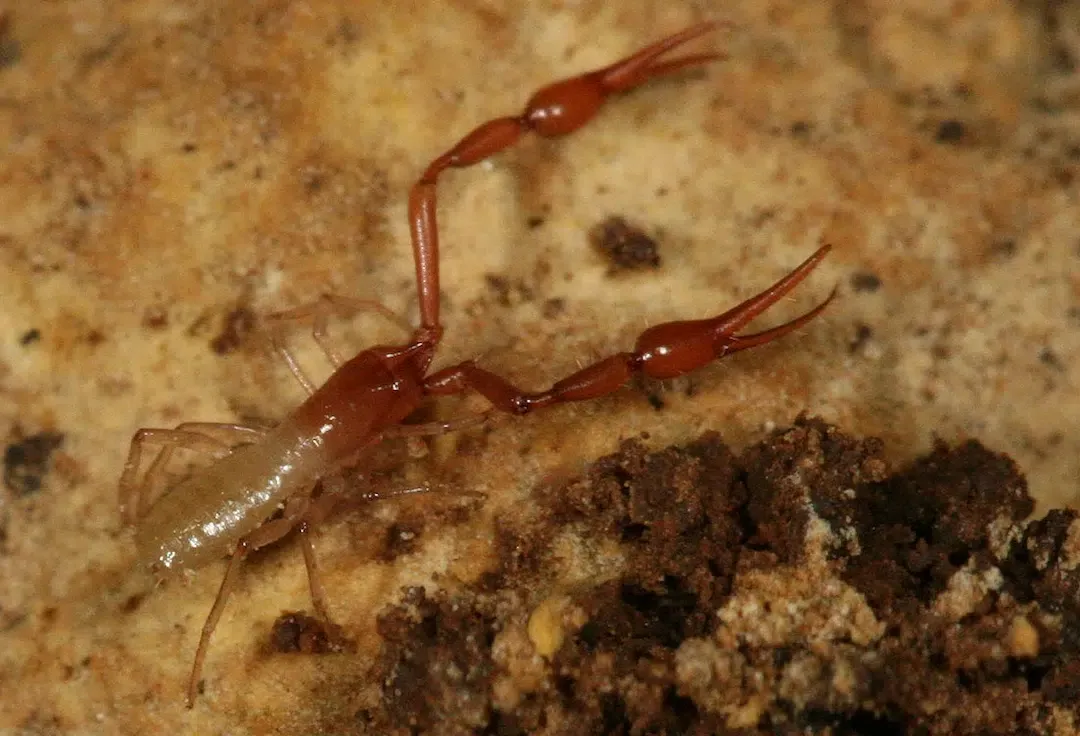 Close up shot of a small brown cave pseudoscorpion with highly elongated claws on dark soil.