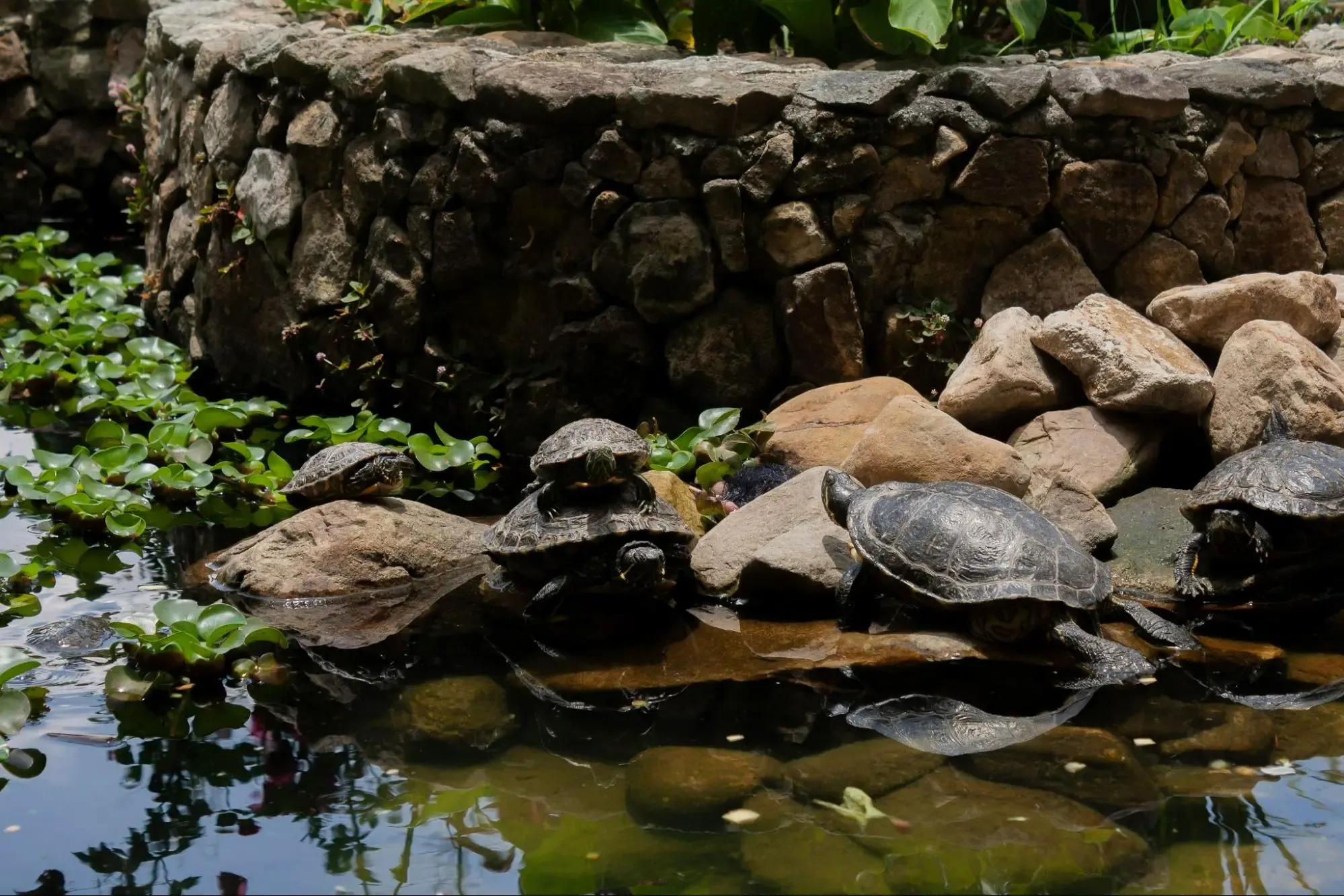 Turtles Over the Stones and Water