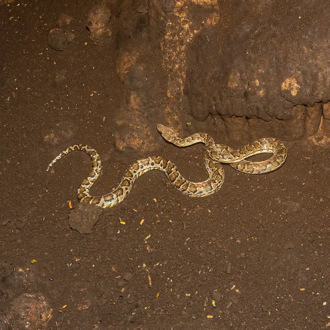 A patterned tan and brown cave boa snake crawling on loose dark dirt inside an underground cavern