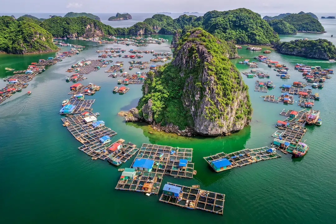 Drone view of the traditional floating fishing village and fish farms wrapped around limestone karsts in Lan Ha Bay.