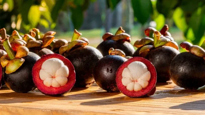 Mangosteen Is a Popular Fruit of Vietnam Also Known Locally by the Name of Mang Cut