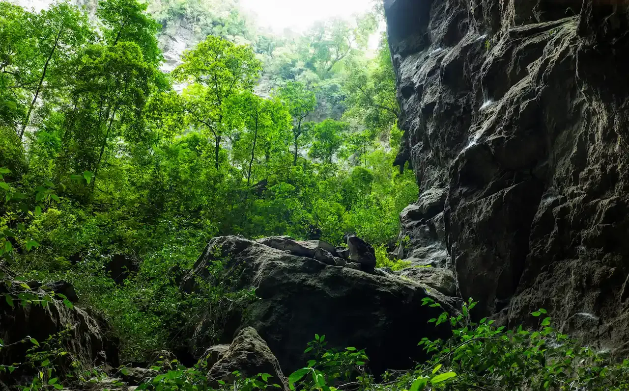 The massive primeval garden inside Son Doong Cave