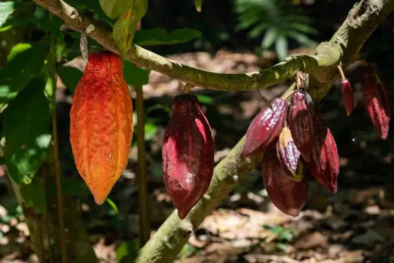 3. Dak Lak Cocoa Farms