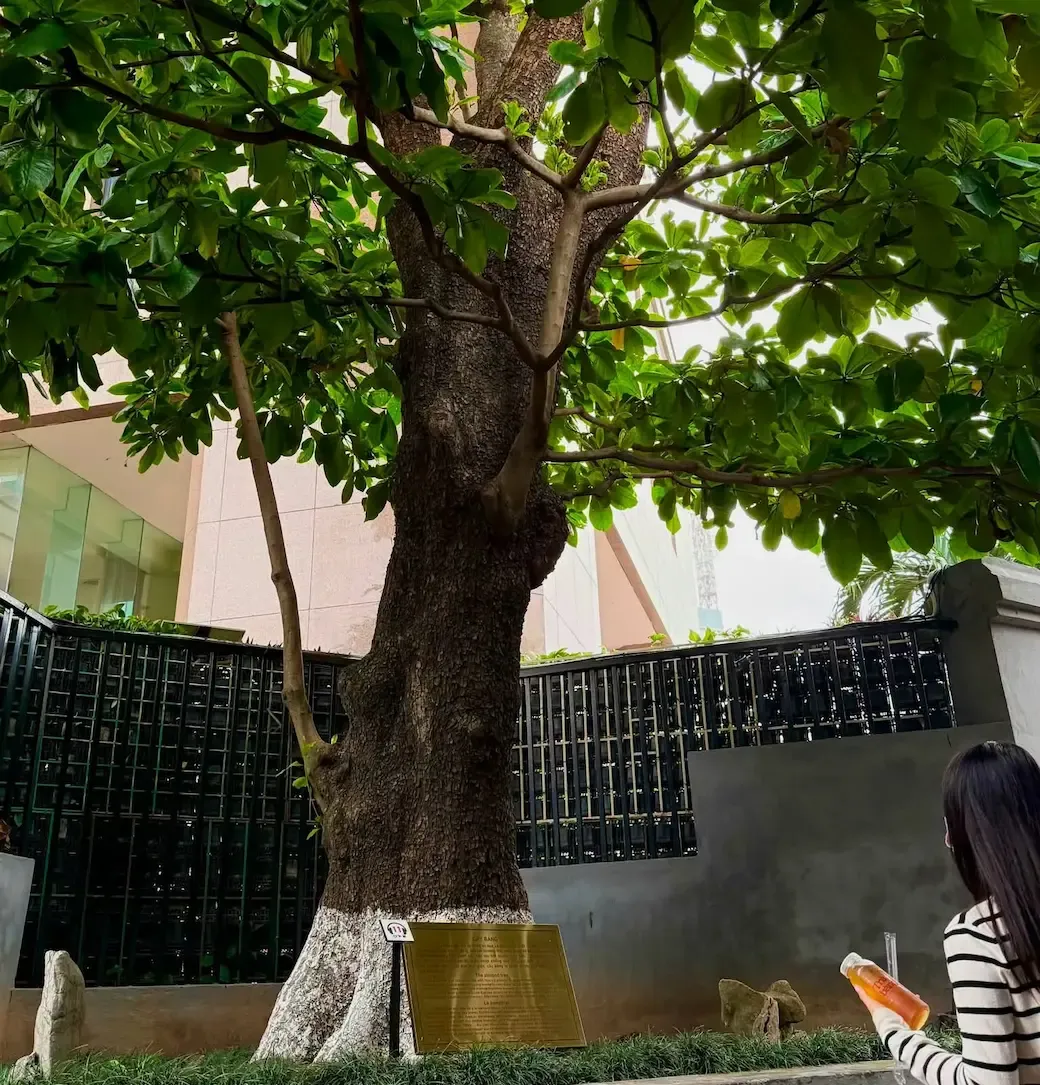 Cây bàng cổ thụ tại Nhà tù Hỏa Lò