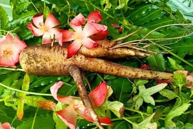 Sâm Bố Chính Quảng Bình