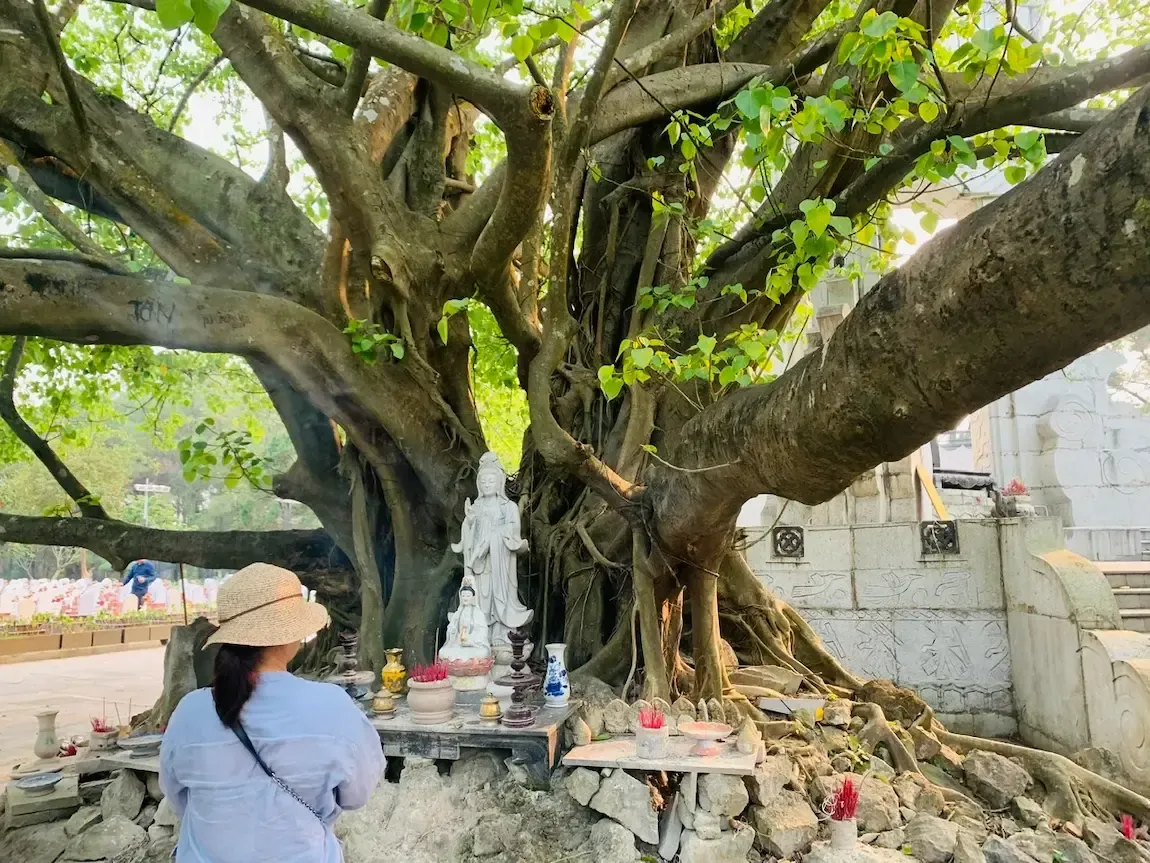 Cây bồ đề tại Nghĩa trang Trường Sơn