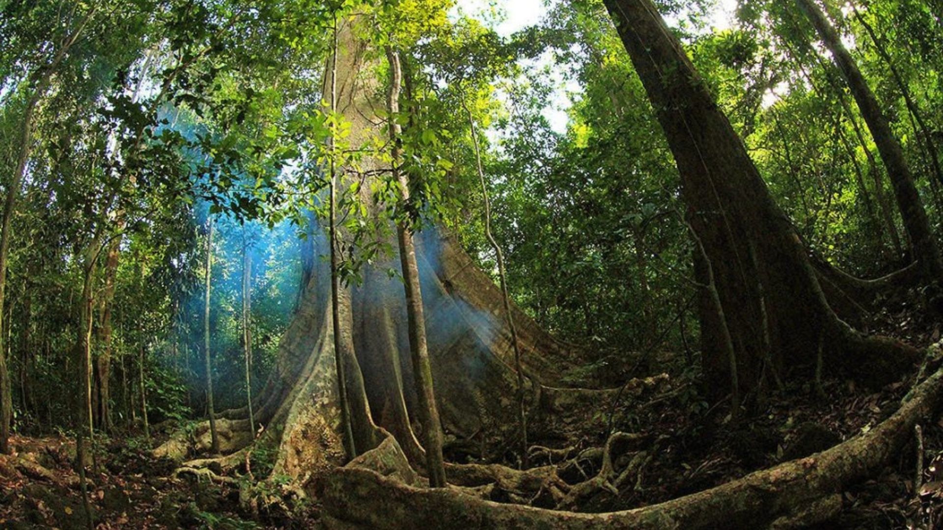 Cây cổ thụ trong tour trekking Nam Cát Tiên