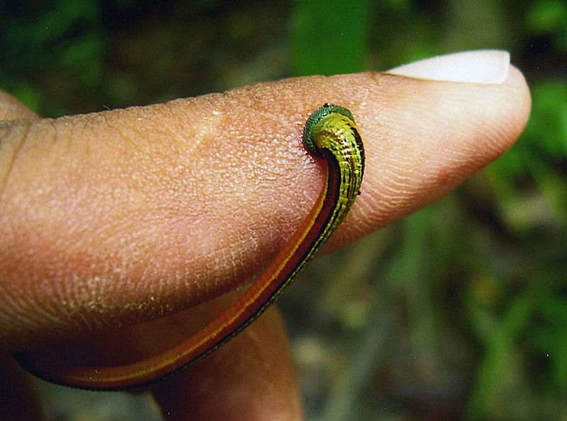 Vắt rừng cắn không gây nguy hiểm nhưng khá khó chịu