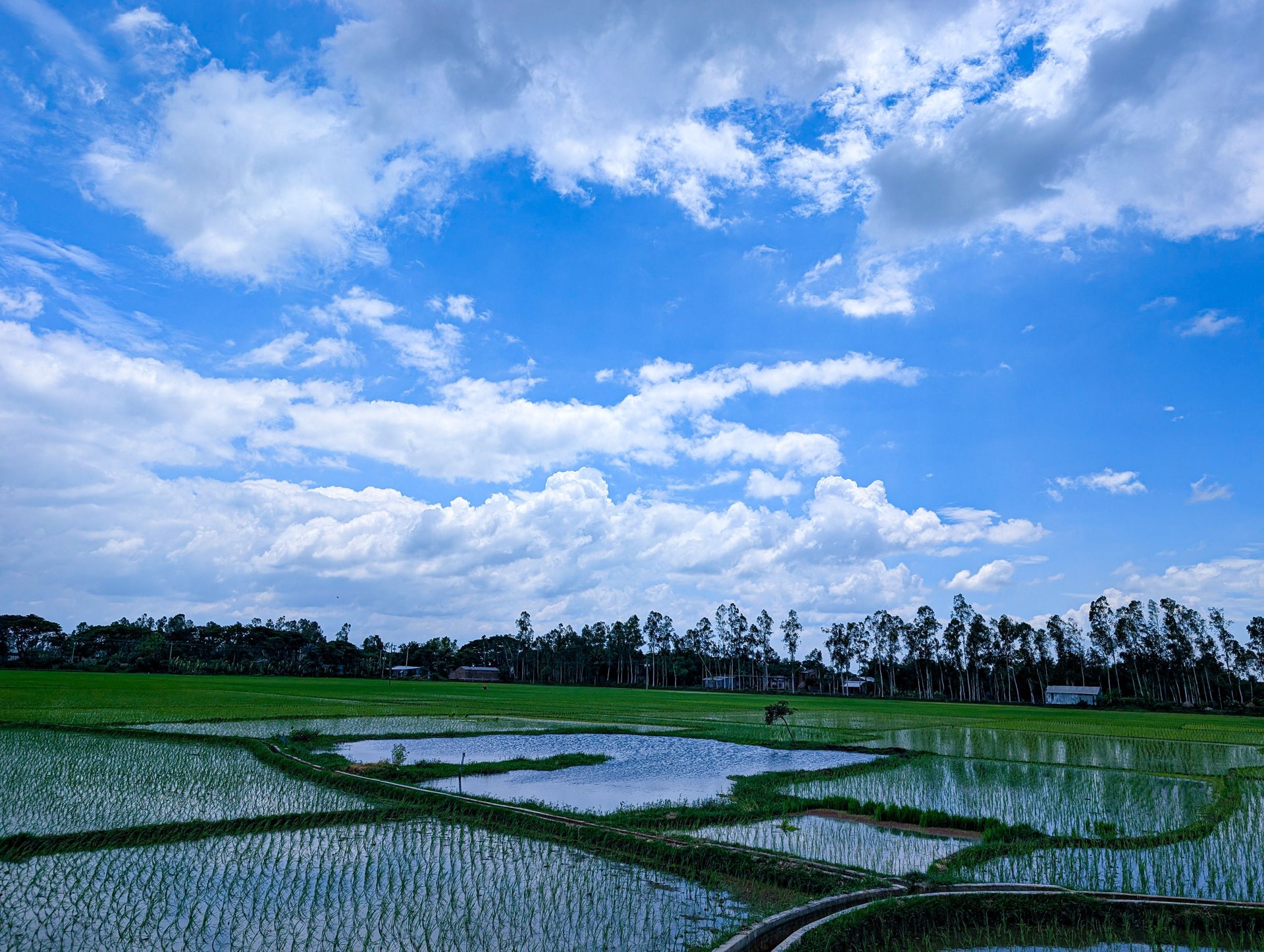 Flooded green rice paddies under a blue sky with white clouds