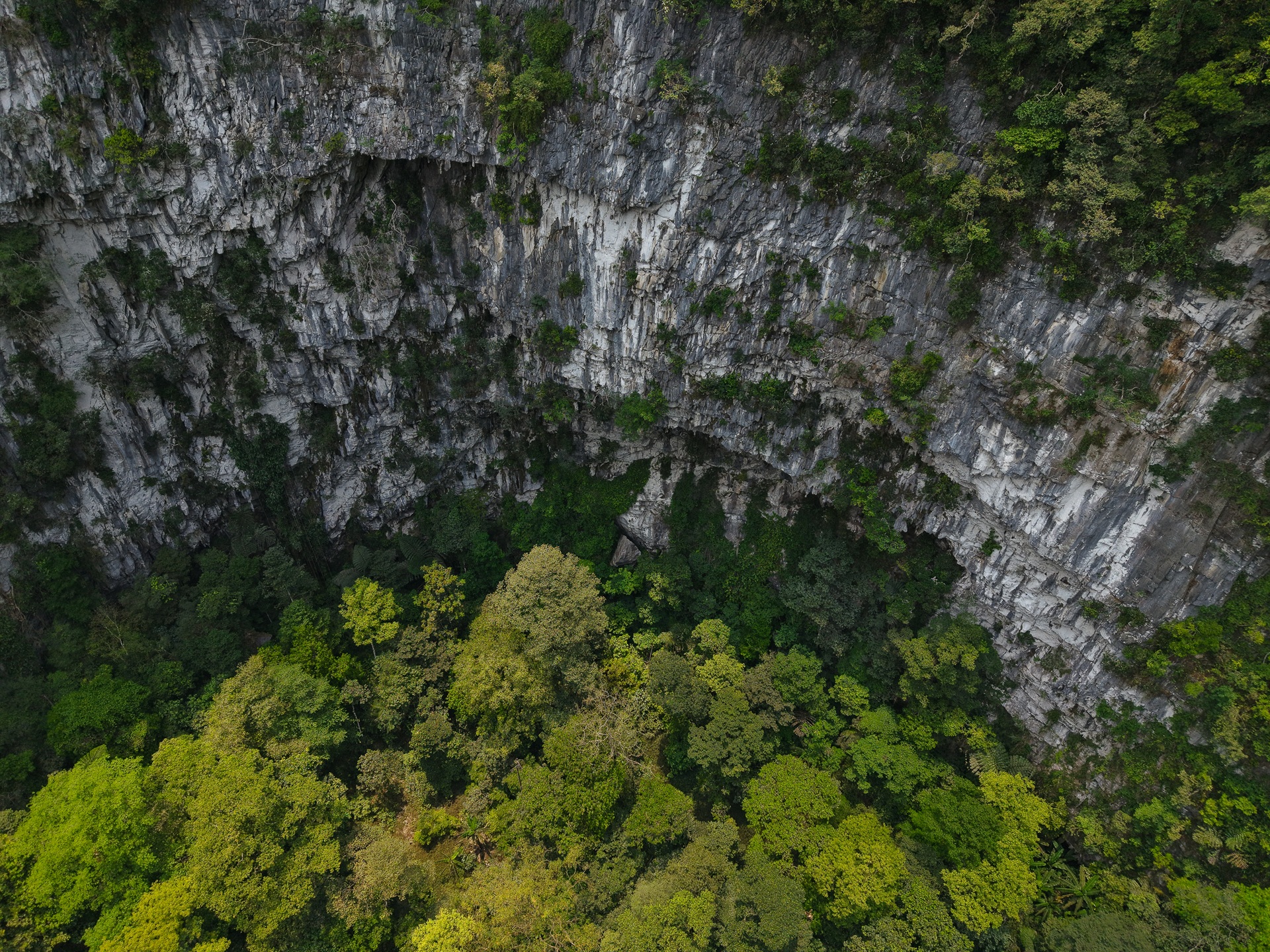 Sheer limestone walls rise above dense trees inside the newly surveyed sinkhole