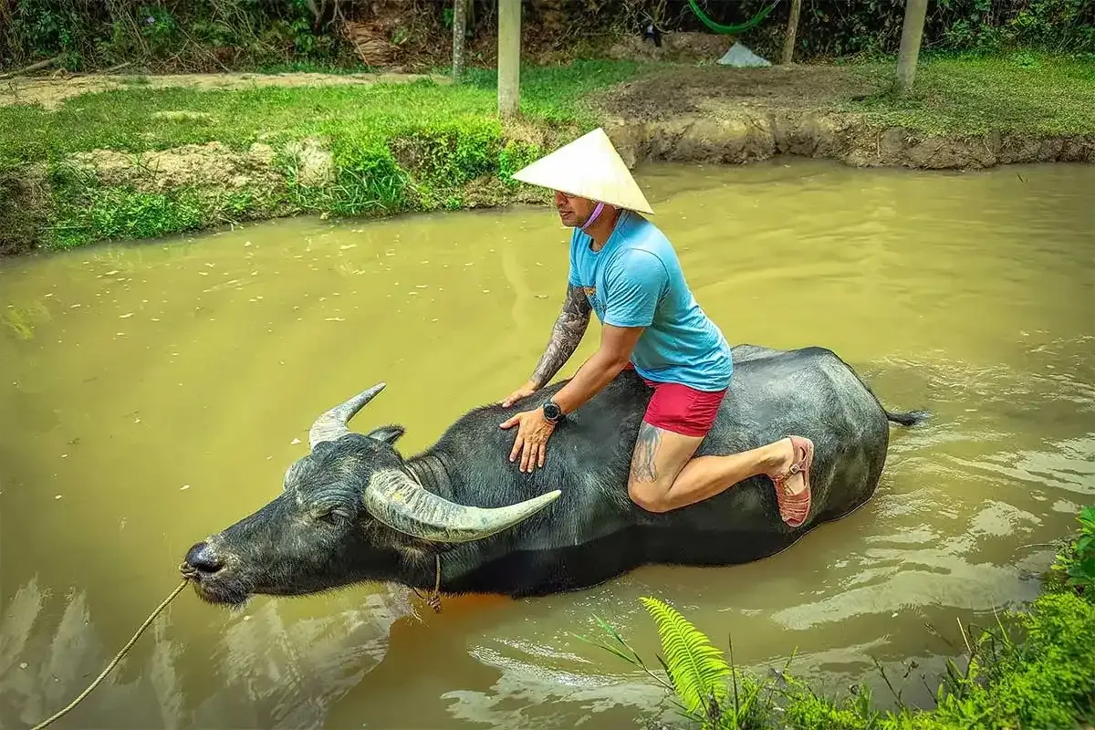 Cưỡi trâu lội qua vùng nước nông