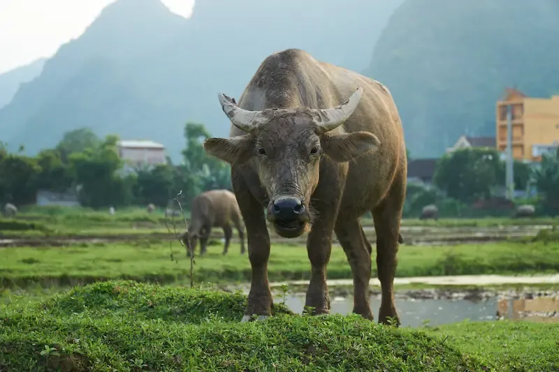 2. a Tourist Riding a Buffalo at the Duck Stop in Phong Nha