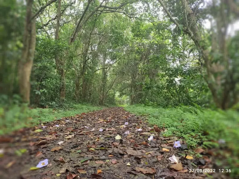 Cuc Phuong National Park of Vietnam