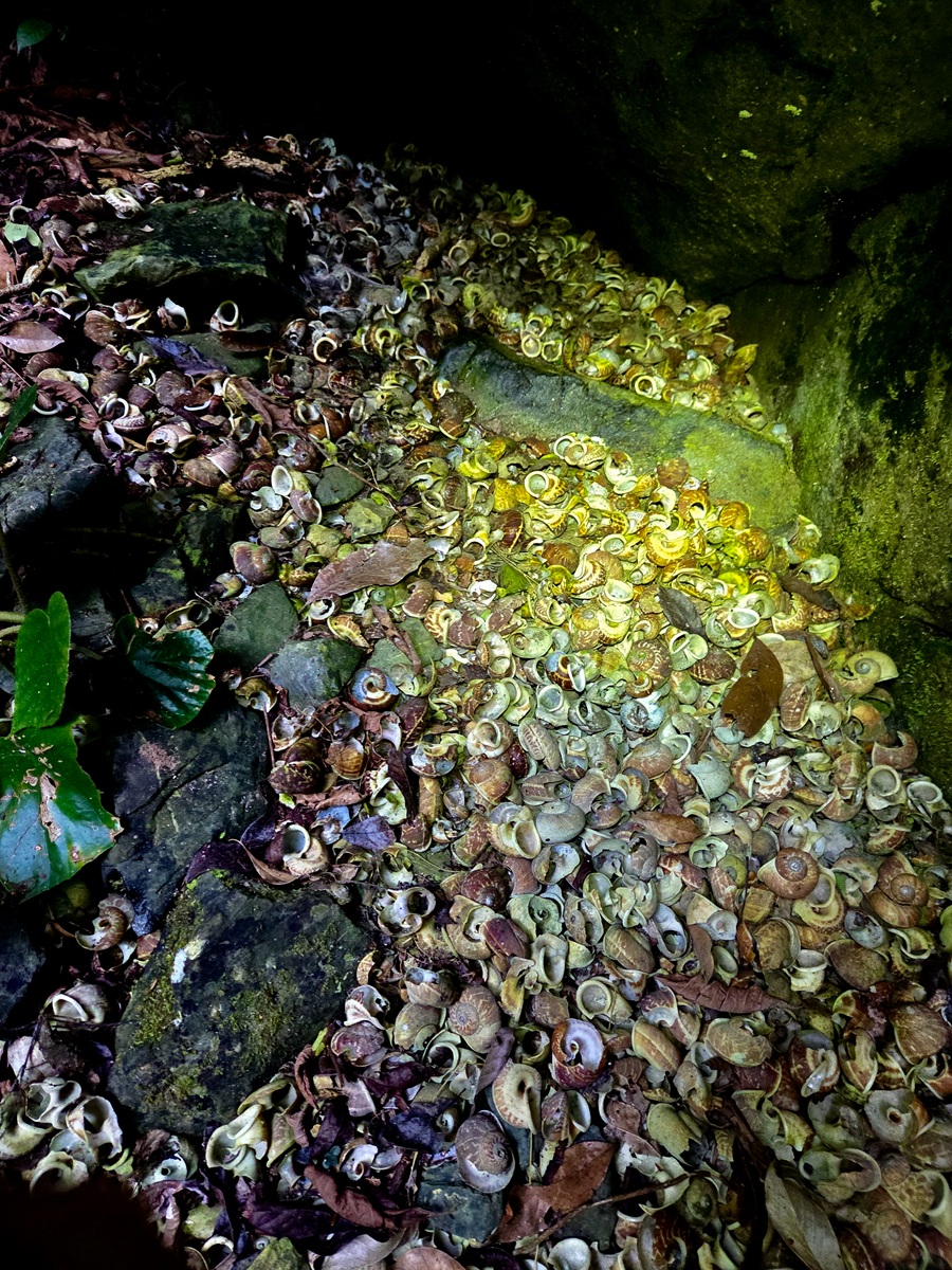 A light illuminates piles of small shells on the dark rocky ground