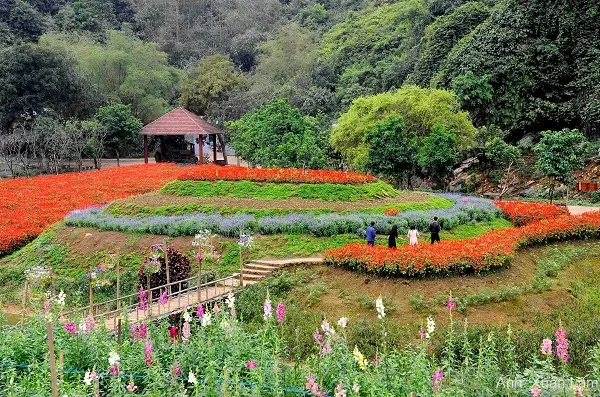 vườn hoa thung nham ninh bình