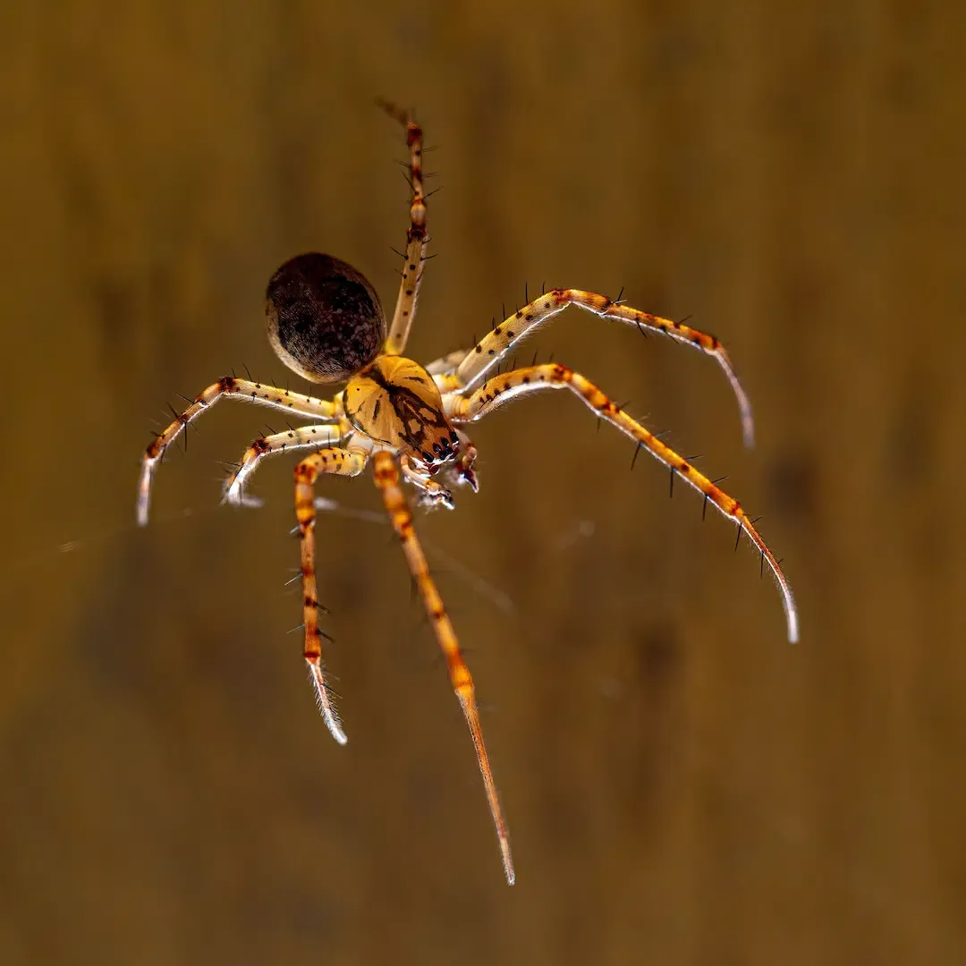 Macro photography of an orange and brown European cave spider suspended against a warm brown background