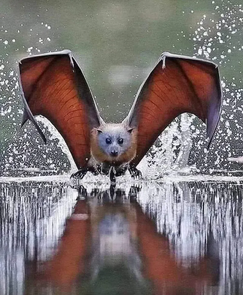 a Grey Headed Flying Fox