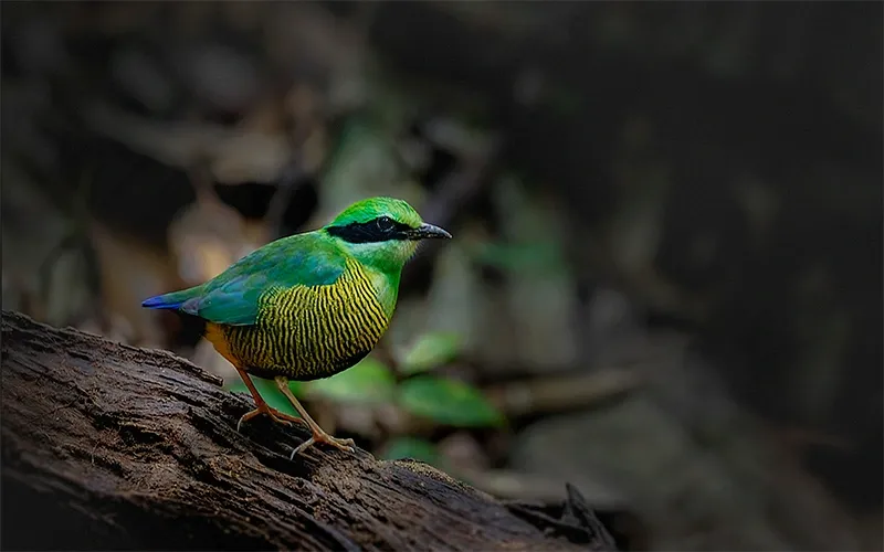 birds of vietnam explore the rich avian diversity