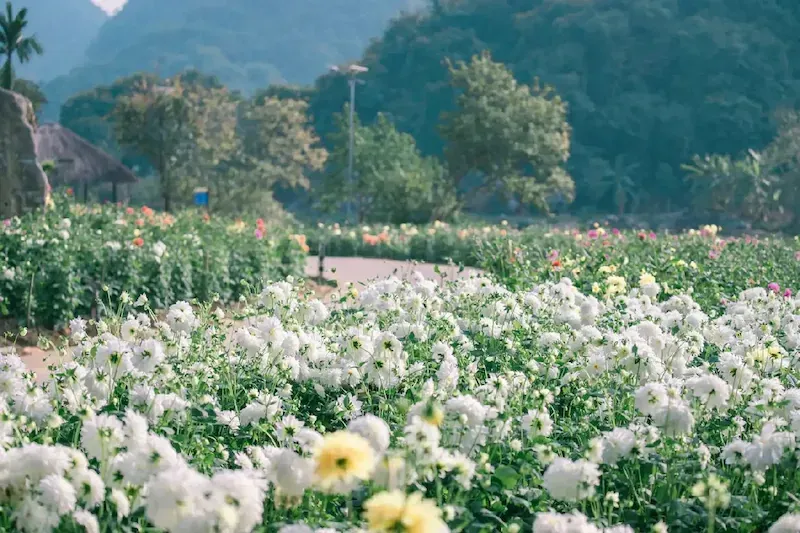 Orchards in Thung Nham, Ninh Binh