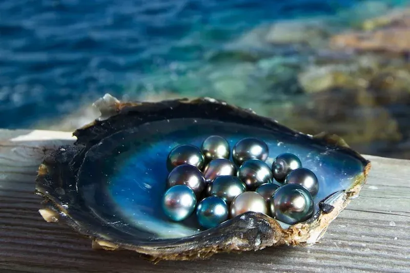 Phu Quoc pearl farms Ham Ninh with black pearls in oyster shell turquoise water pristine natural beauty jewelry cultivation heritage