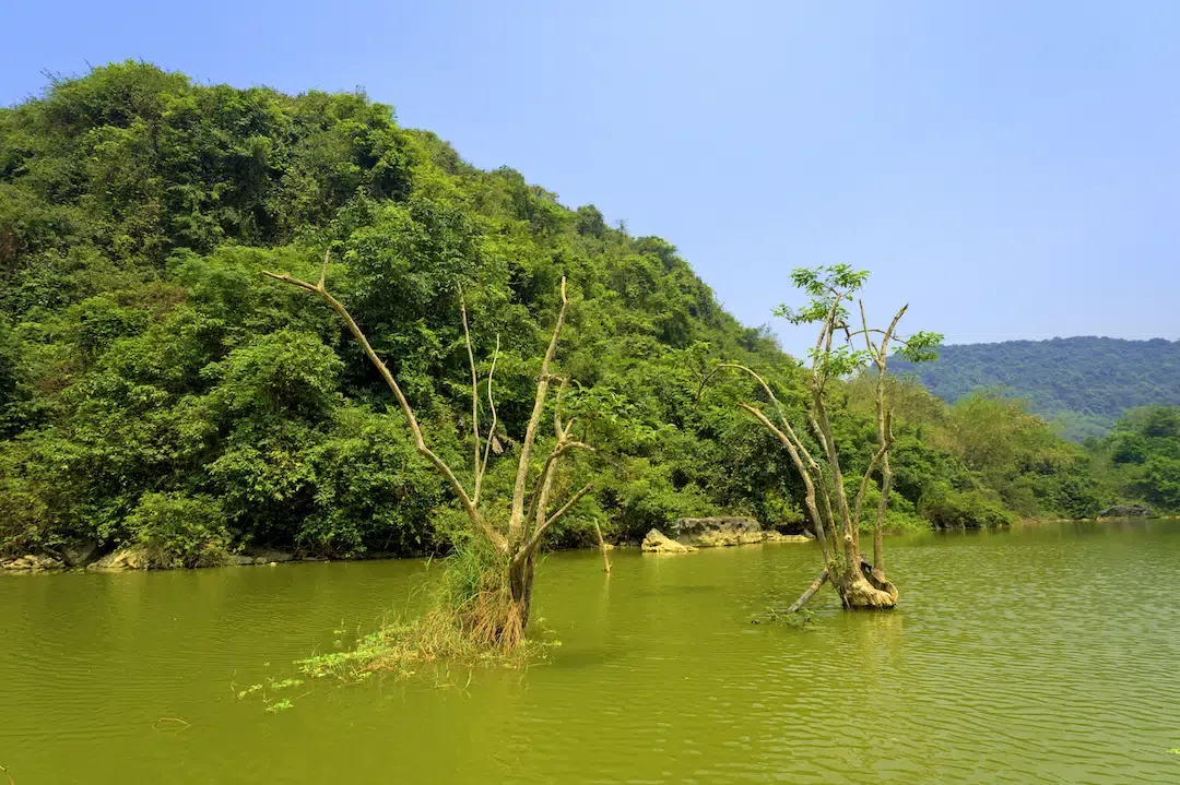 Scenic landscape of a green lake with submerged trees and limestone mountains in Thung Nham.