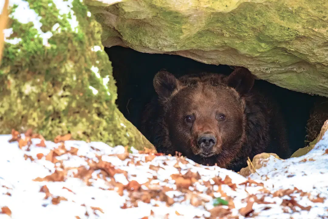 Front view of a large brown bear looking directly out from the dark entrance of a rock cave surrounded by snow