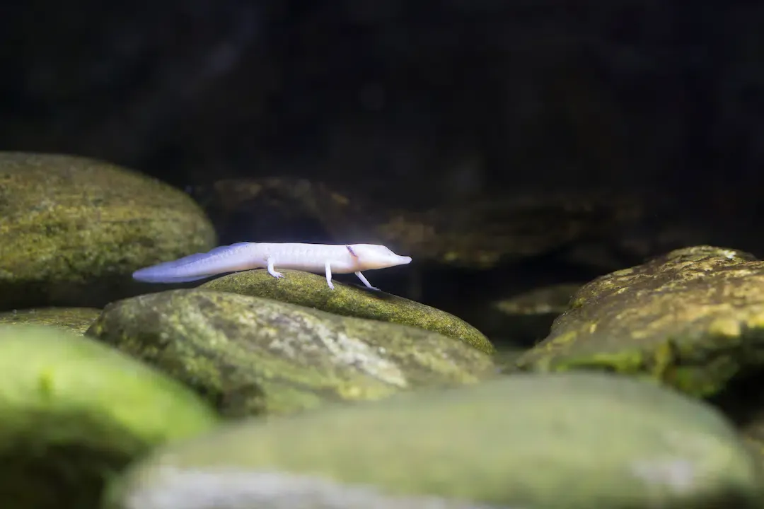 Side profile of a small white translucent Texas blind salamander sitting on a smooth green stone