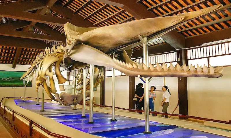 Van an Thanh Whale Temple Has Skeleton of a Huge Whale