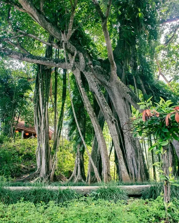 One Thousand Year Banyan Tree in Vietnam