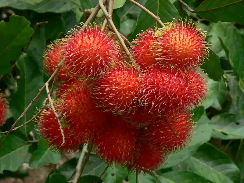Rambutan Also Known as Chom Chom in Vietnamese Is Quite Delicious