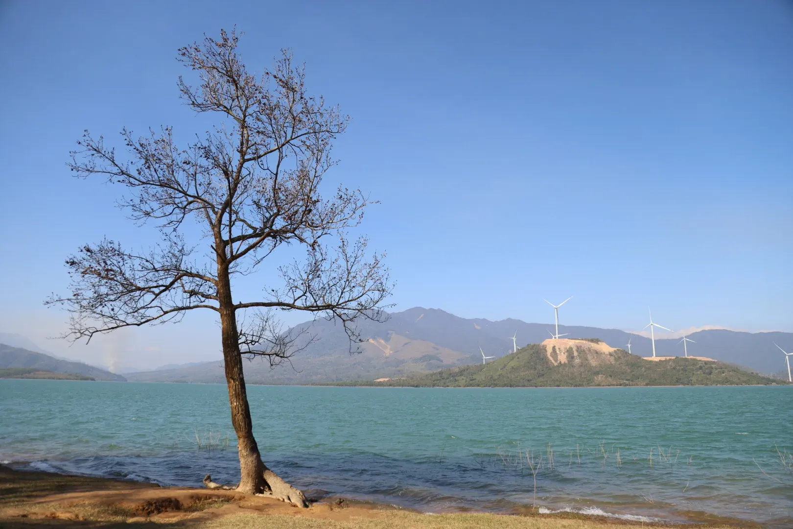 cây cô đơn ở khe sanh quảng trị