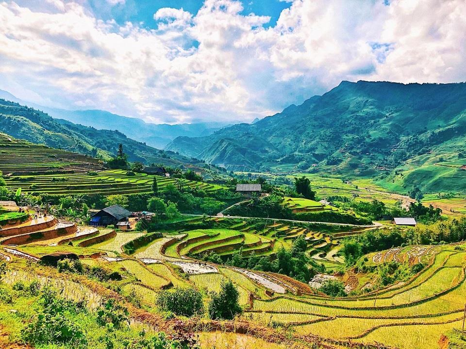 Golden terraced rice fields in the Muong Hoa valley near Sapa