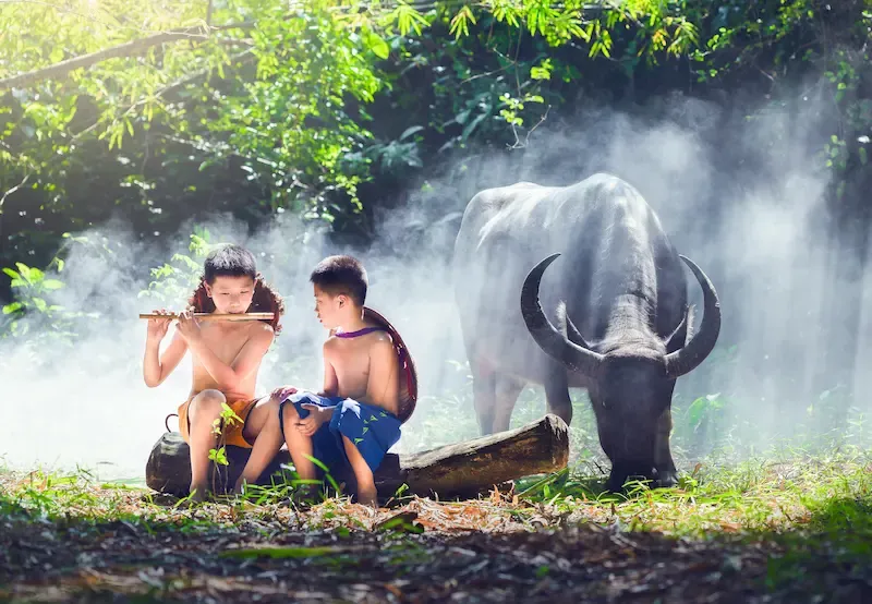 4. Epic Shot of a Kid Playing Sao Truc (bamboo Flute) While Sitting on a Buffalo