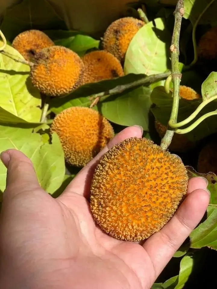 quả gáo ninh bình