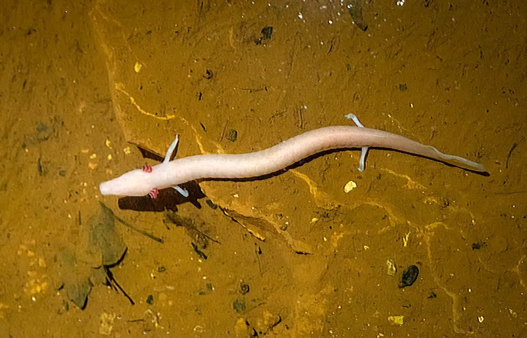 Top down view of a long pale pink olm cave salamander crawling across wet underground mud
