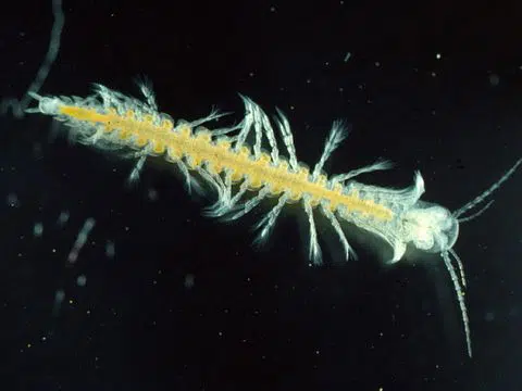 יצור רמיפדיה שקוף עם רגליים רבות שוחה במים חשוכים