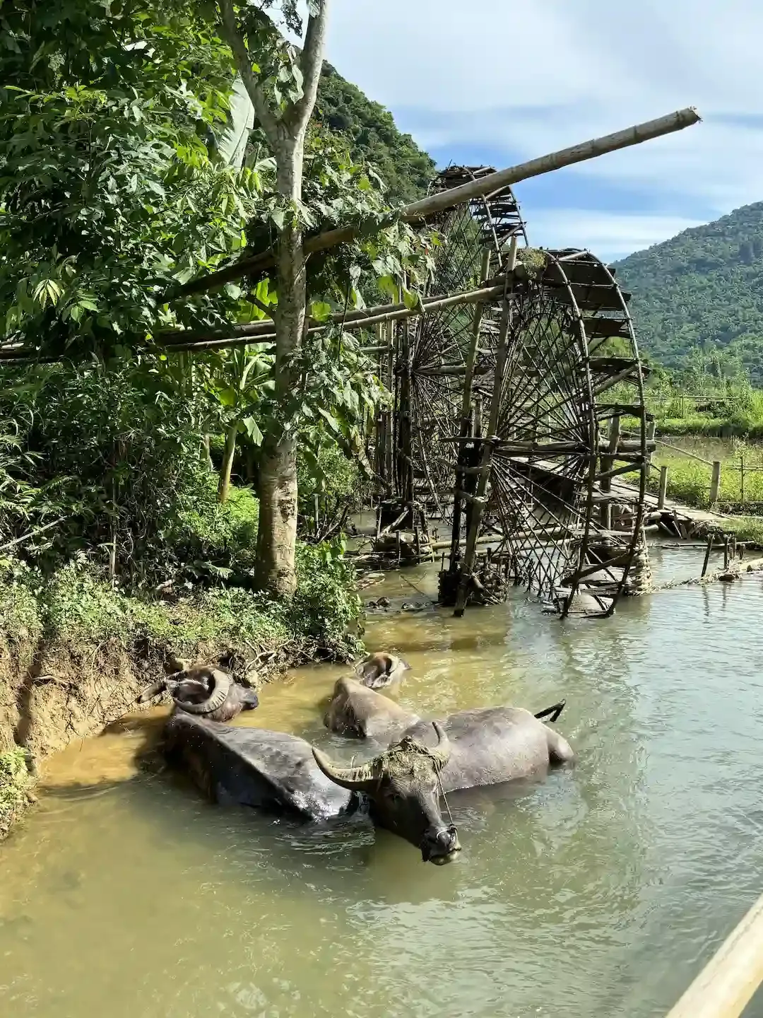 Water buffalo swimming in river with traditional bamboo water wheel at Pu Luong, Vietnam nature reserve tourism attraction