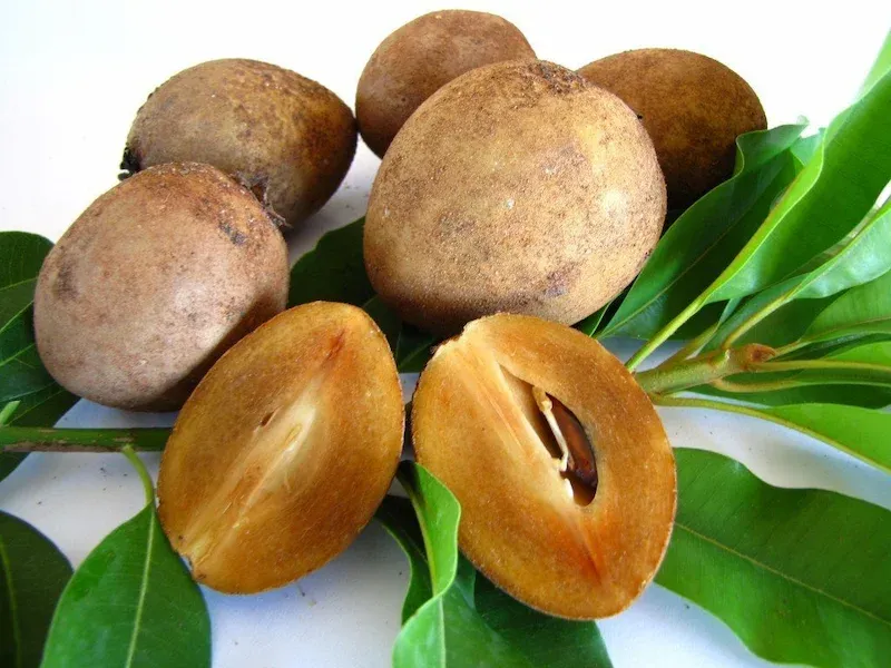 Sapodilla in Vietnam Is Called Hồng Xiêm and Is One of the Sweetest Fruit