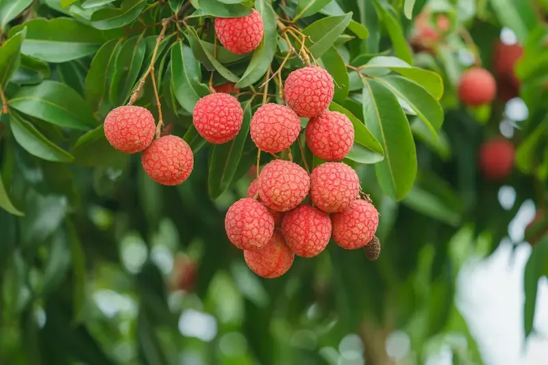 4. Lychee Is Found in Majority of Asian Countries Including China and Vietnam