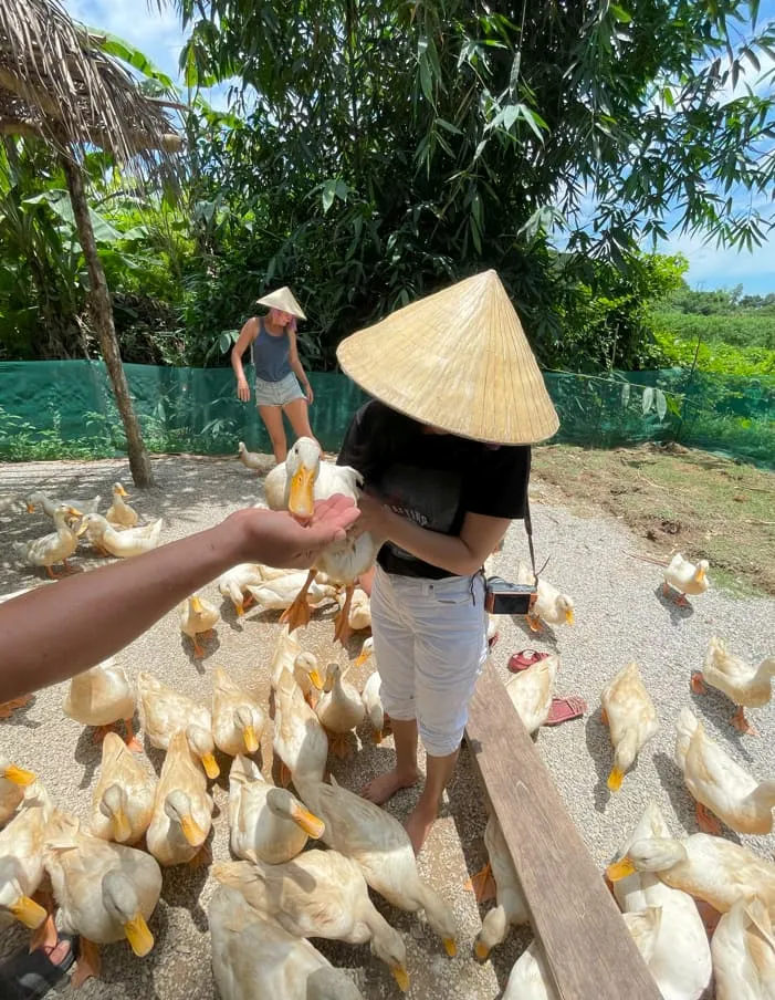 duck stop phong nha a unique farm experience