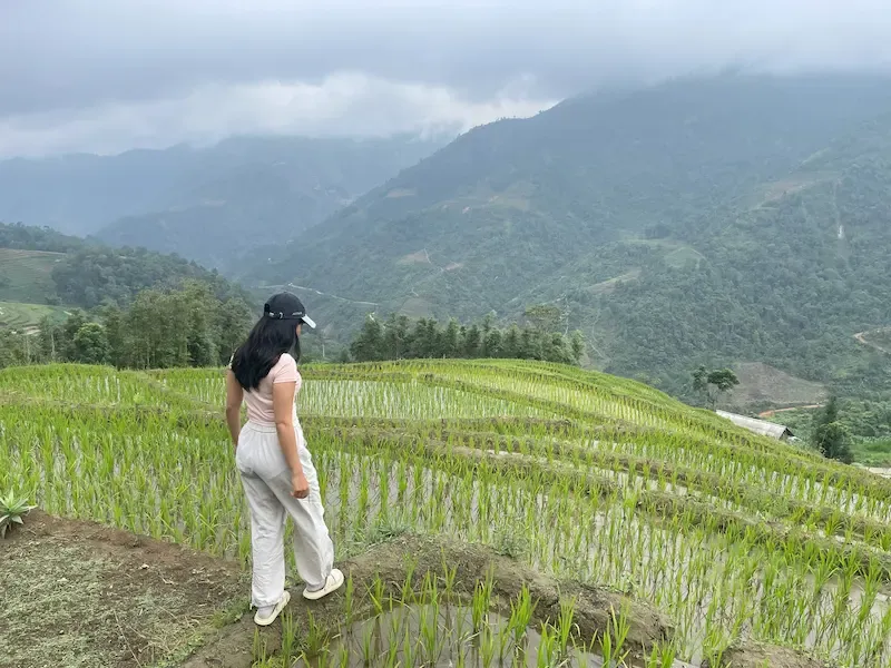 Absolutely Beautiful Rice Fields View From a Lodge in Sapa
