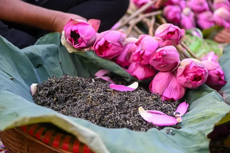 Special Lotus Tea Made in a Hanoi Farm