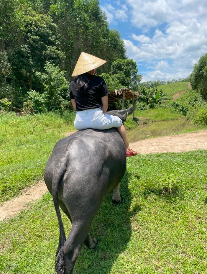 Person in a Conical Hat Riding a Buffalo Through Green Fields in Phong Nha