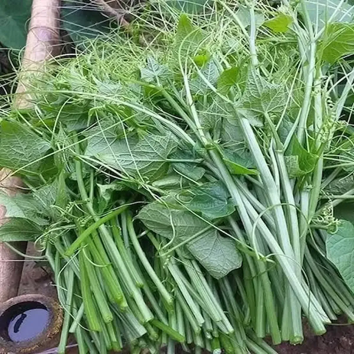 Ngọn su su tươi ở Tam Đảo