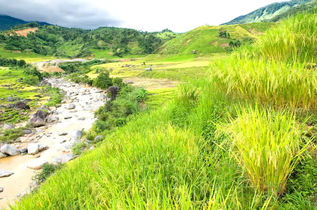 Bright green rice terraces and a mountain stream on the lower slopes of Ngoc Linh peak in Kon Tum province Vietnam