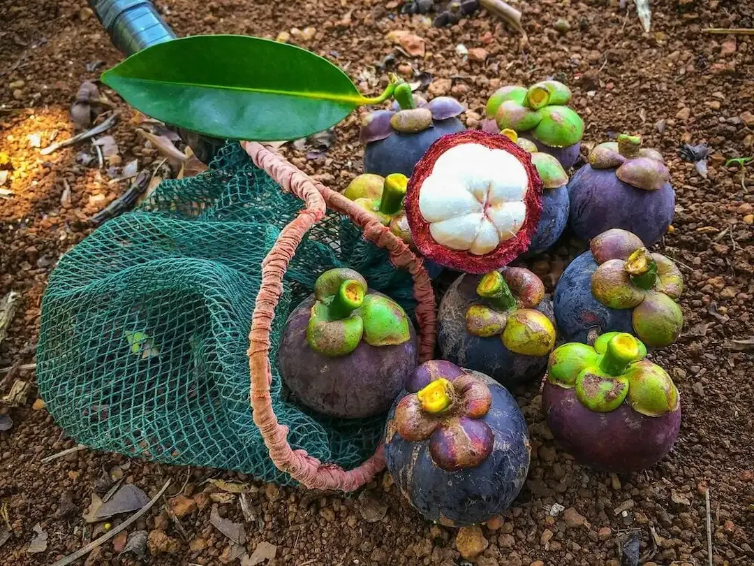 Mangosteen Fruit of Vietnam is a must try for foreign visitors coming to Vietnam
