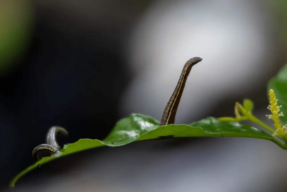 A leech on the trail during the wet season