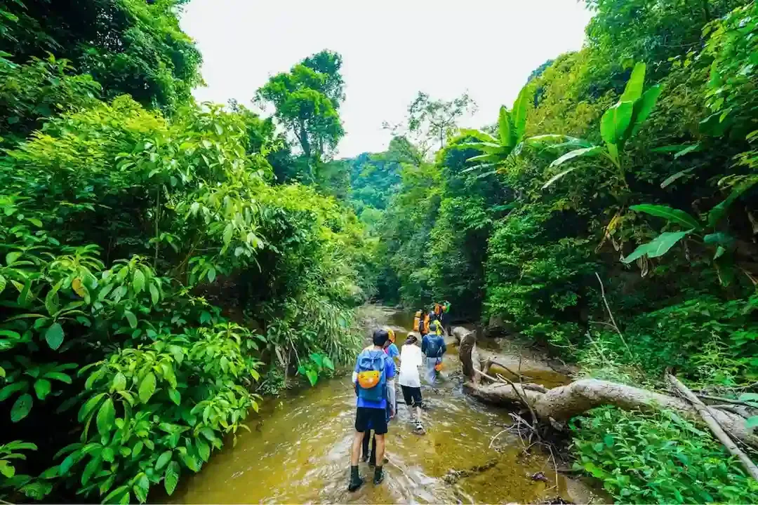 Jungle Trekking in Vietnam   Phong Nha Ke Bang National Park
