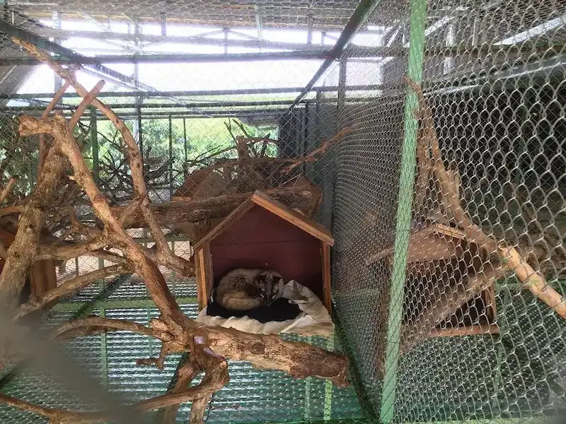Civet Sleeping in a Cage in the Dalat Coffee Farm